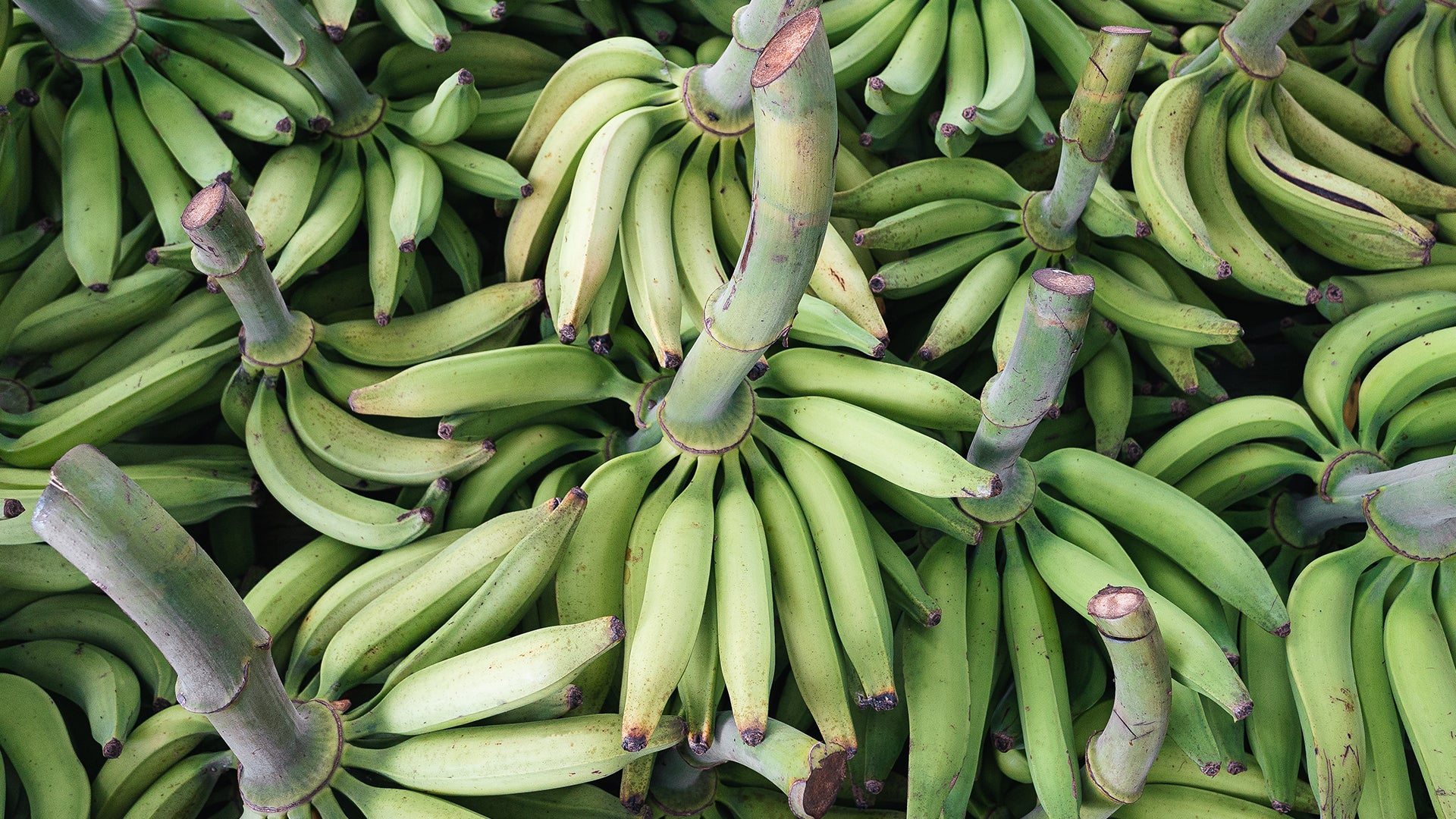 Everything you need to know about plantains